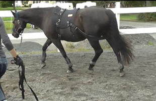 Häst som tränas med Equiband