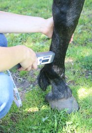 Häst som behandlas med laser